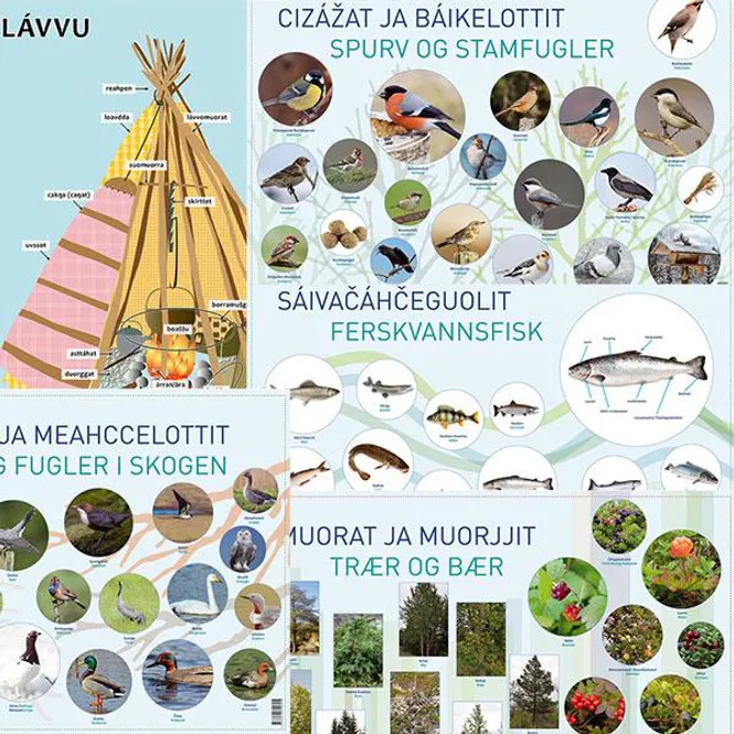Hovedbilde Plakater nordsamisk-norsk